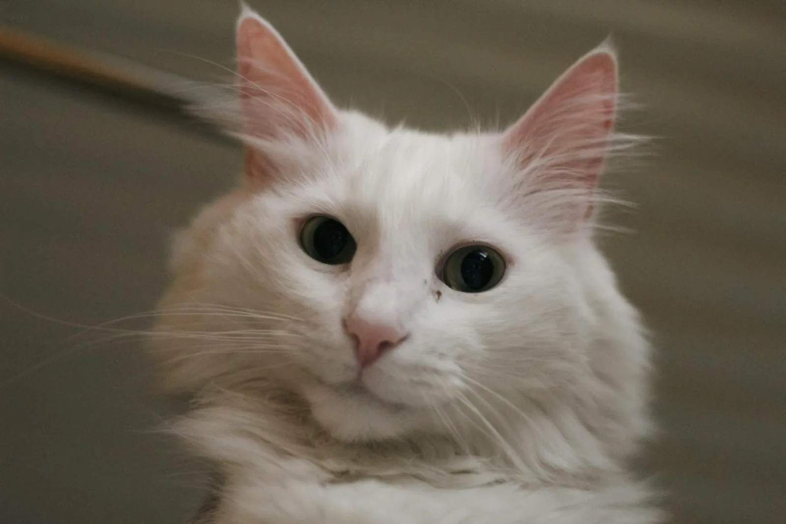 Turkish Angora