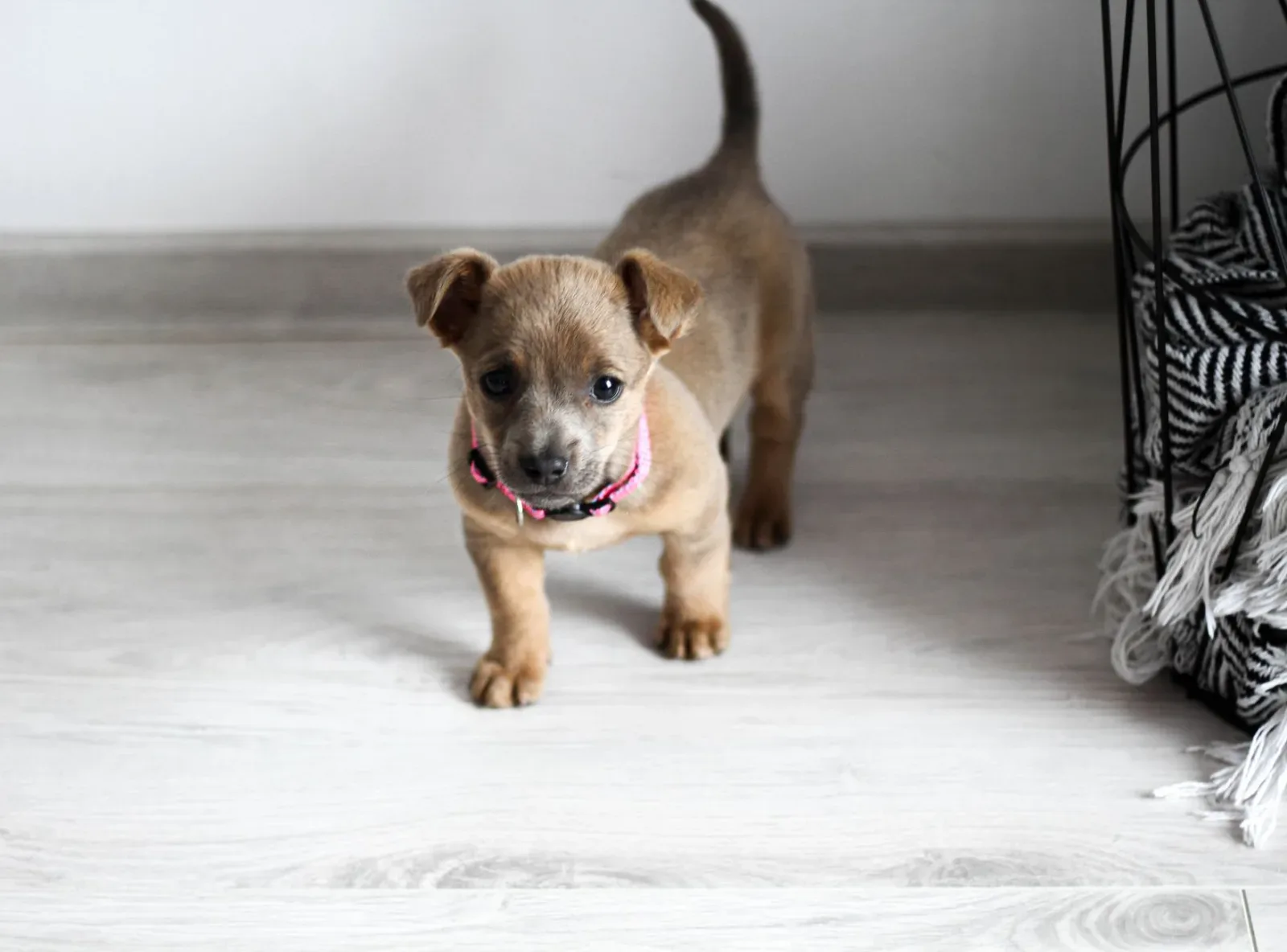 Welcome Home: The First 48 Hours With Your New Pet