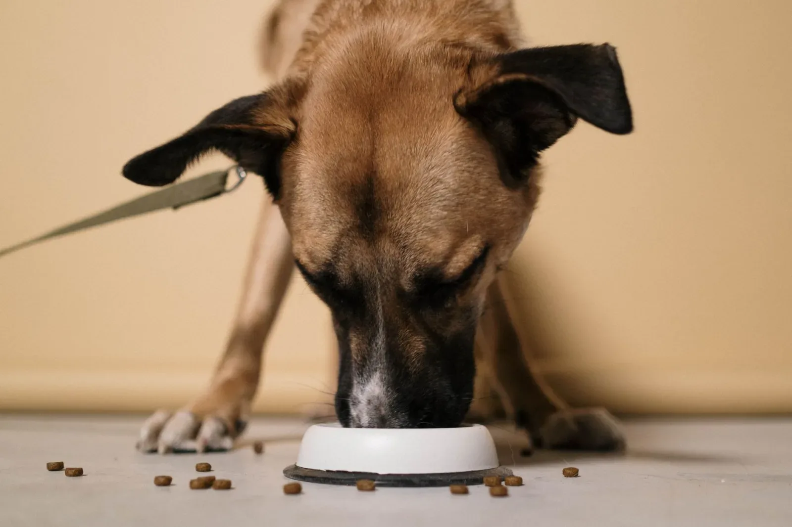 A New Pet Parent's Shopping Checklist