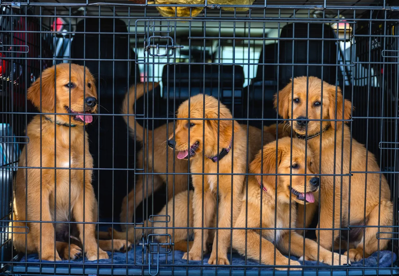 Bringing Home a Puppy: Week One Survival Guide