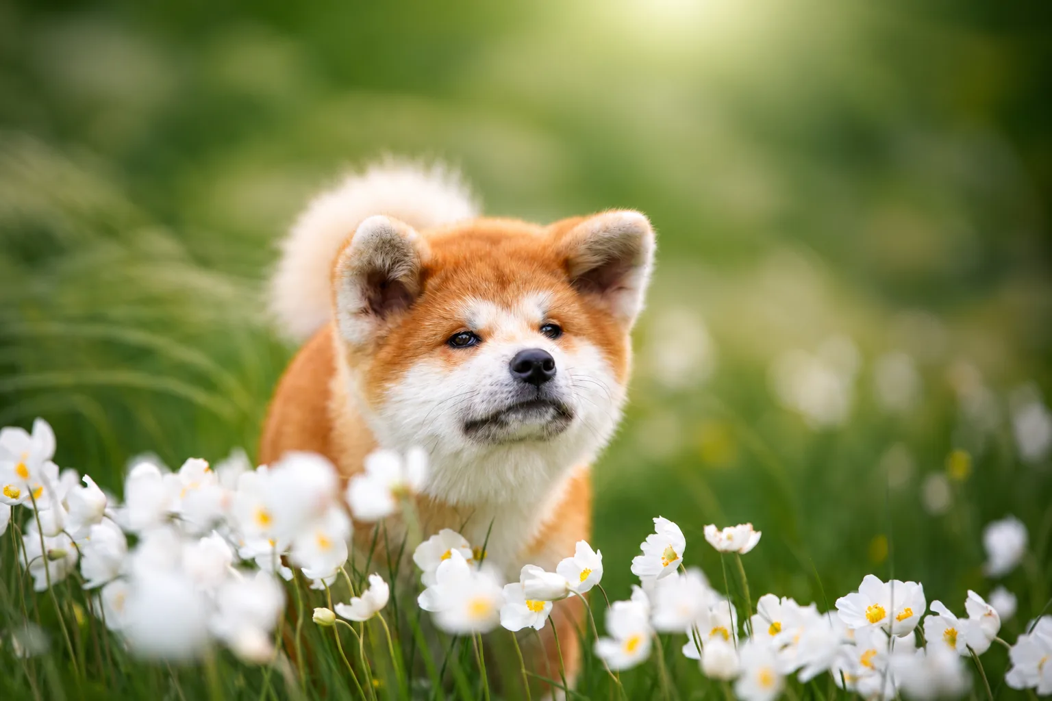 Akita