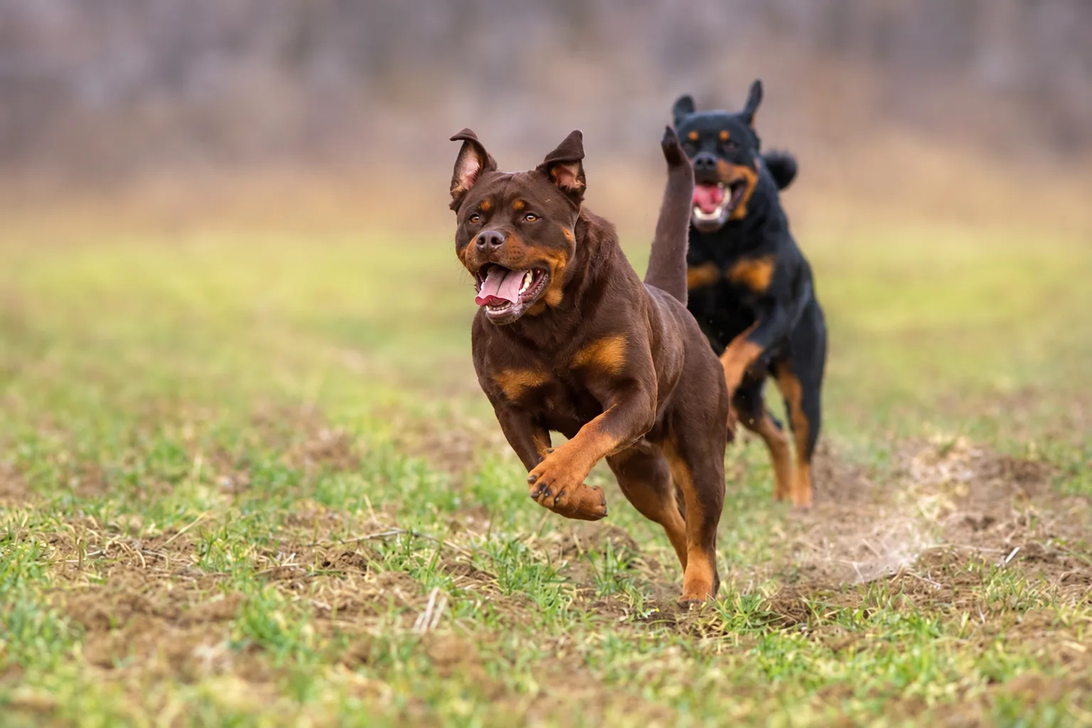 Rottweiler