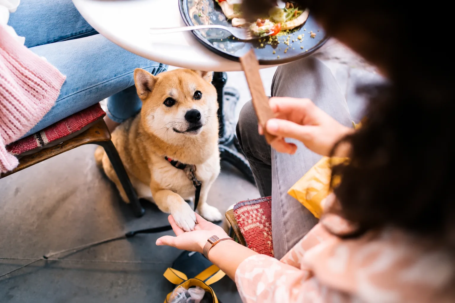 Akita