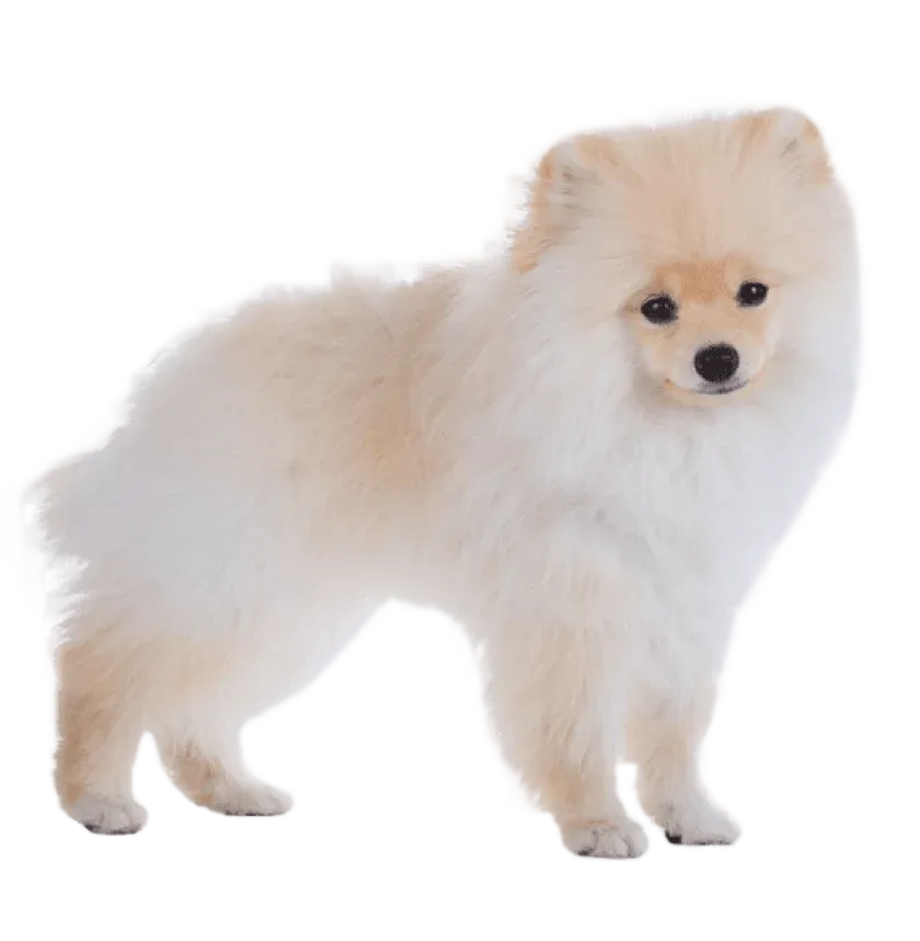 Bold and Alert — Pomeranian