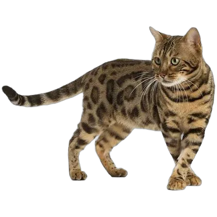 Bold and Adventurous — Bengal