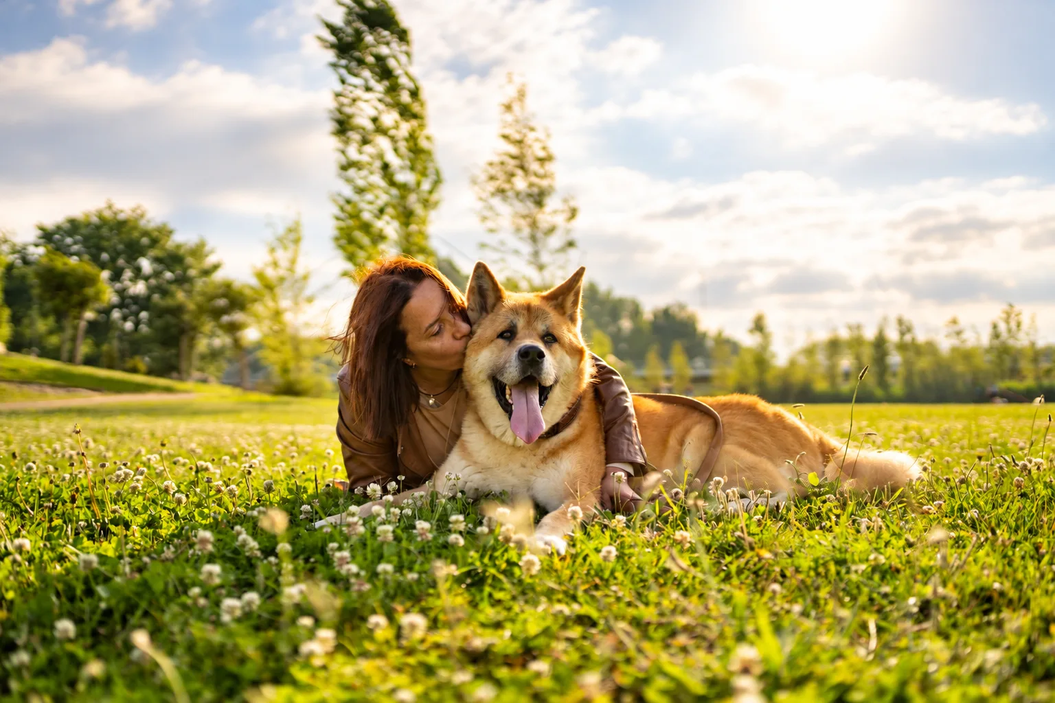 Akita grooming