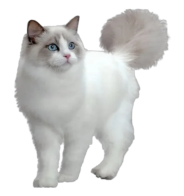 Gentle and Trusting — Ragdoll