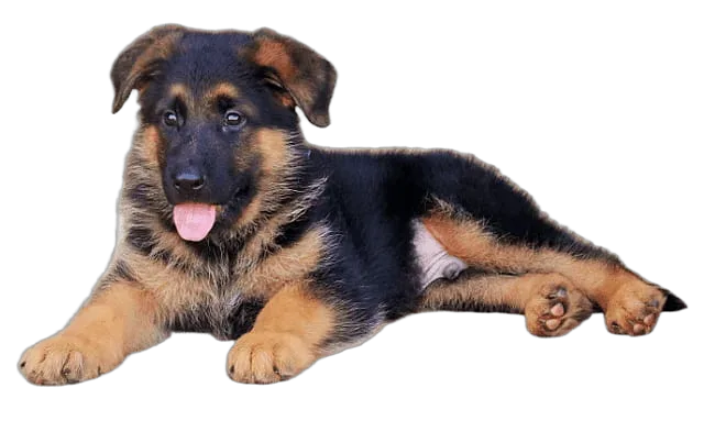 Confident and Watchful — German Shepherd