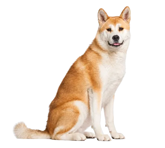 Grooming — Akita