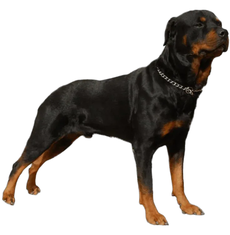 Calm and Confident — Rottweiler
