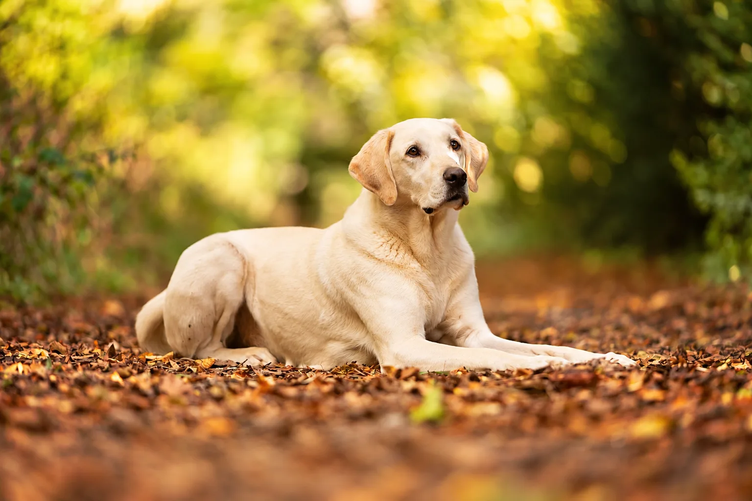 Labrador Retriever grooming