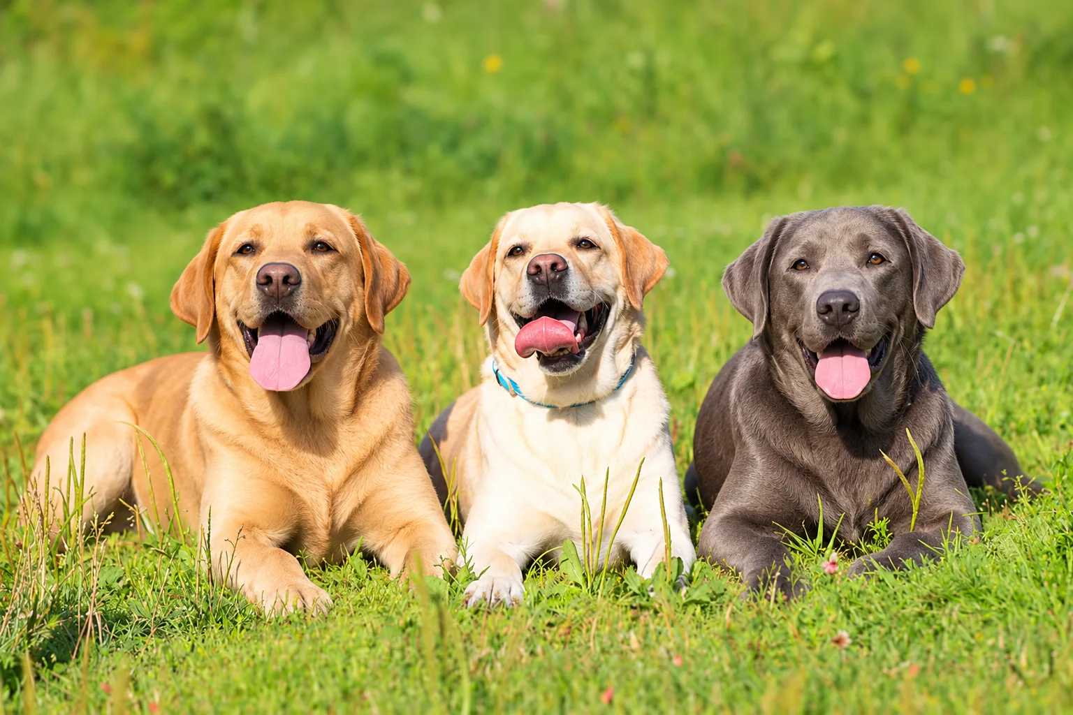 Where the Labrador Retriever Comes From